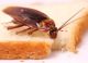 Уничтожение тараканов в столовых, пекарнях, пиццериях
